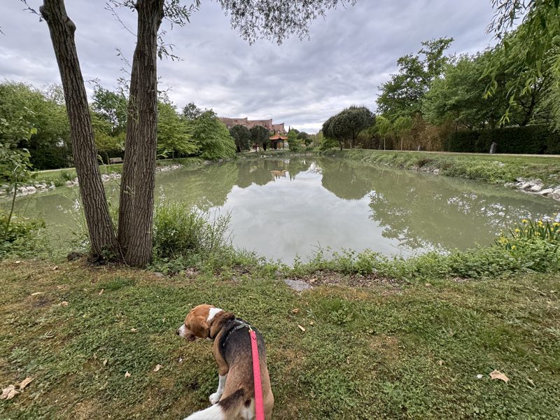 Les chien sont bien accueilli