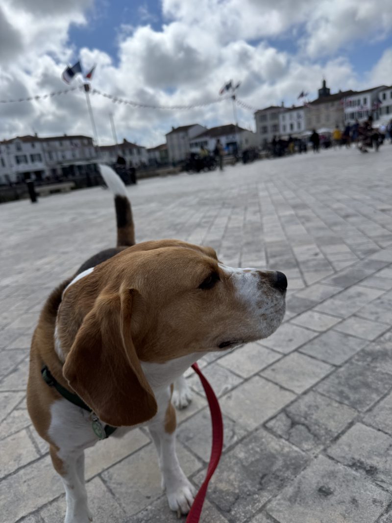 journée à l’île de Ré